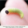 pyrgus melotis larva5b